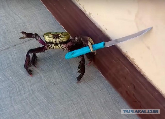 Хотел съесть крабика