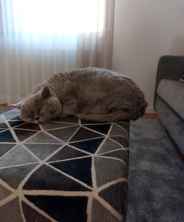 Котовторник 1.11.22