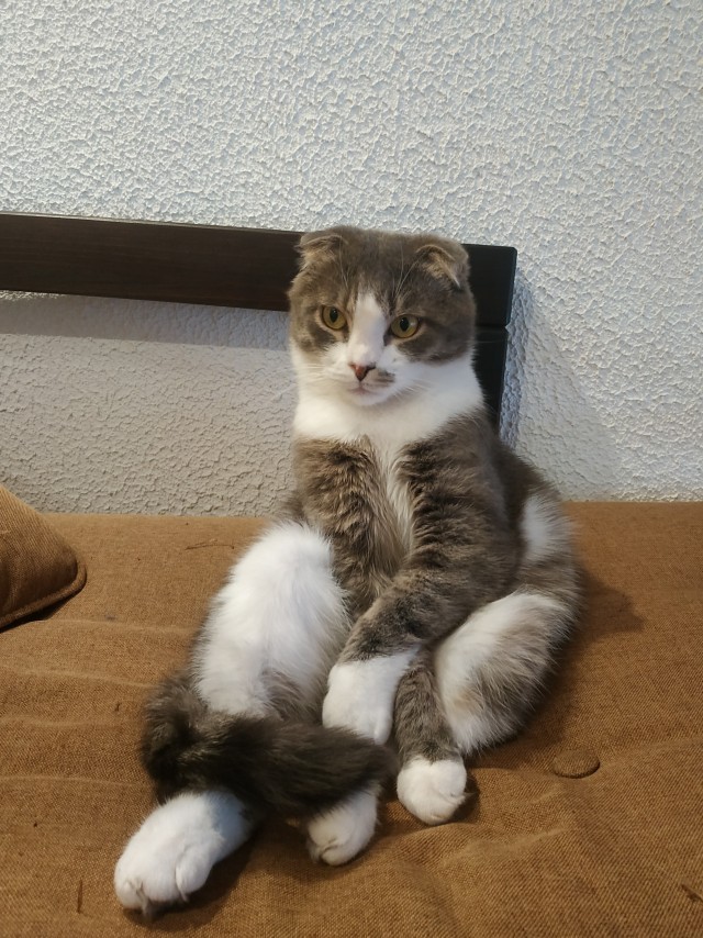 Вторник, ваши коты и кошки в студию