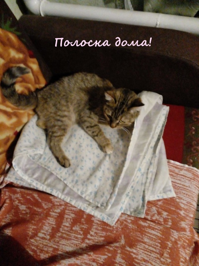Жизнь домашнего приюта "Котоленд" 363