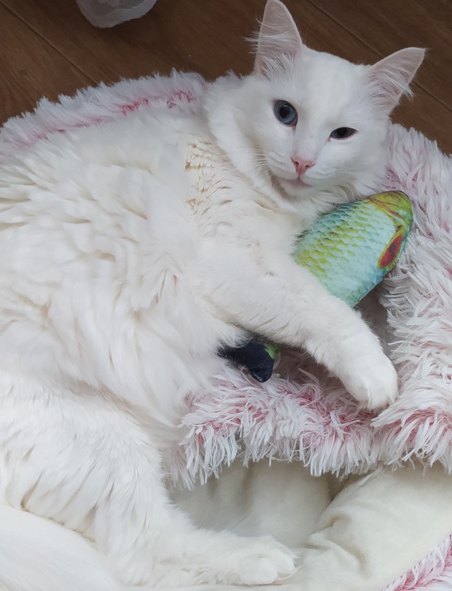 Уличный котей - 1, домашний котей +1