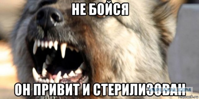 «Я тоже люблю собак». Мэр Бодайбо предложил отстреливать бездомных животных.