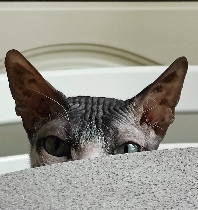 Много дел у кота на даче...