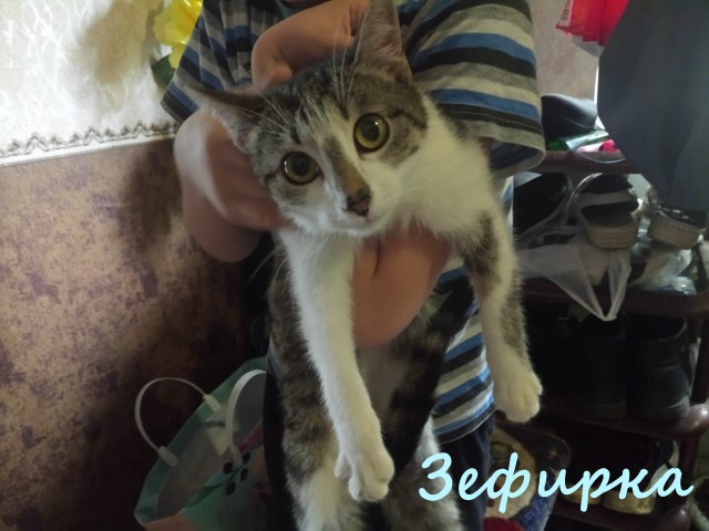 Жизнь домашнего приюта "Котоленд" 390