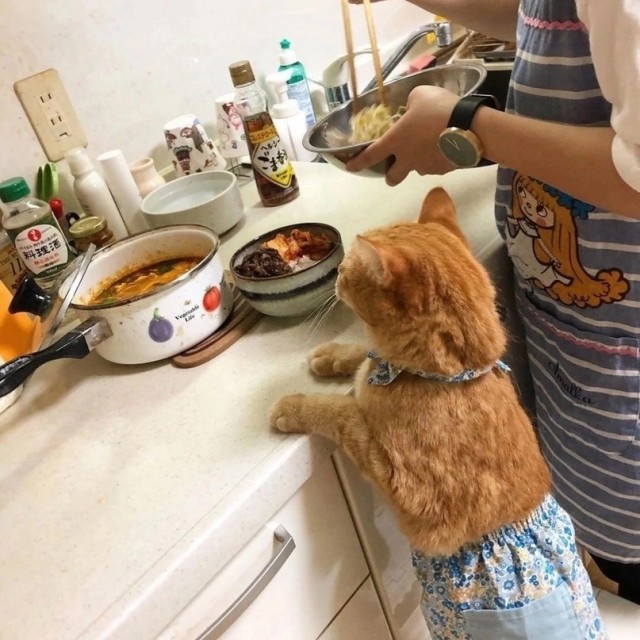 Котовторник Рыжих
