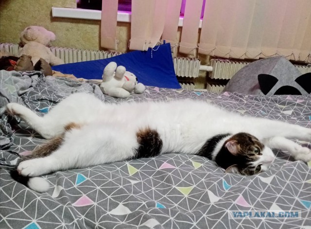 Подбирайте дворовых котят, из них получаются самые благодарные кошки