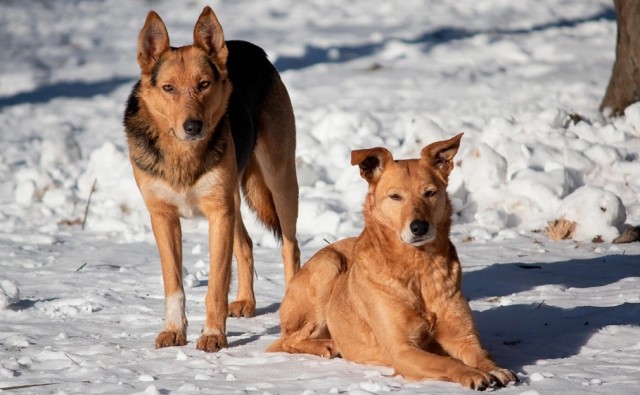 В Забайкалье поддержали проект об эвтаназии бездомных животных