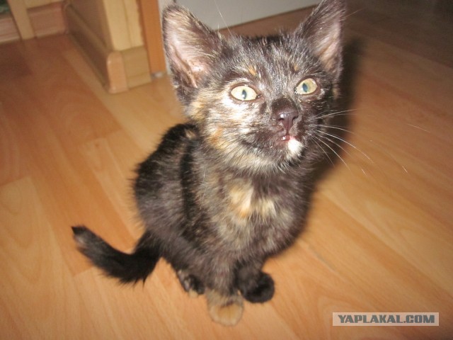 Котовторник 21.05.2013