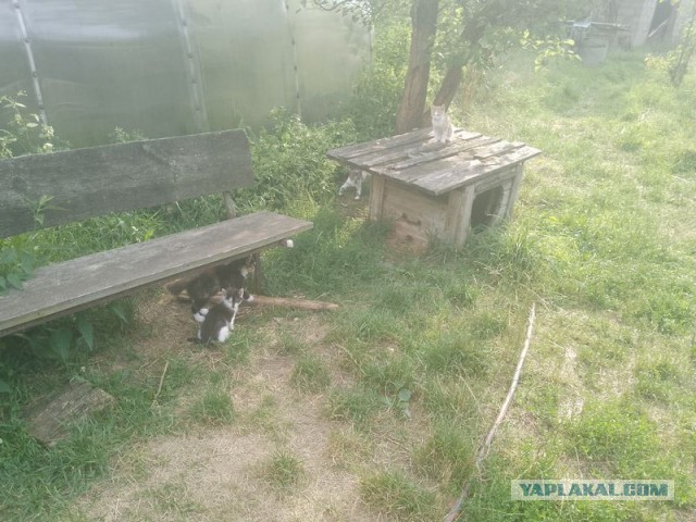 Жизнь домашнего приюта для котеек 504