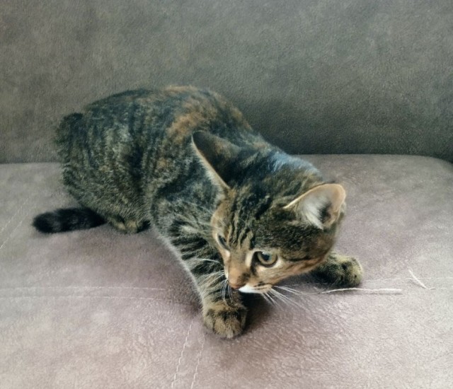 Веселая ферма: которабы