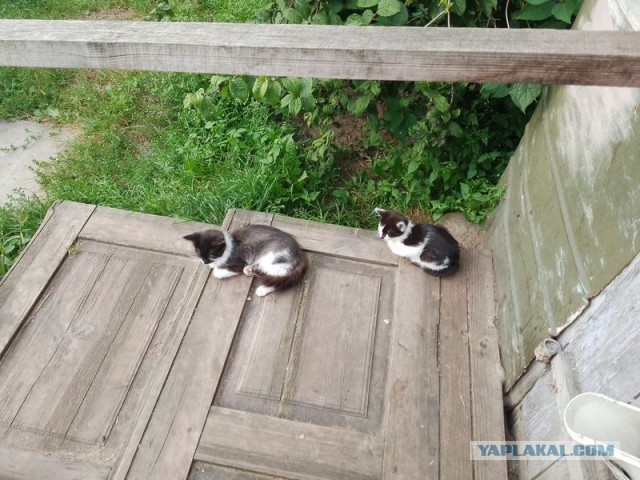 Жизнь домашнего приюта для котеек 509