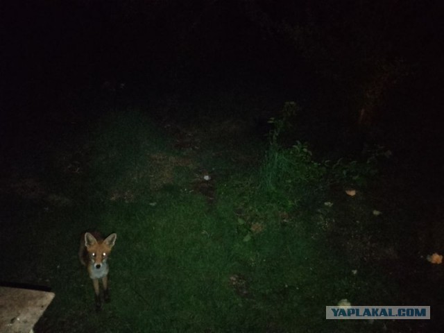 Жизнь домашнего приюта для котеек 544