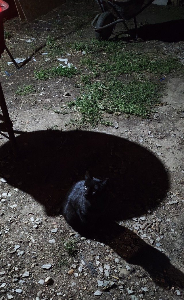 Котовторник