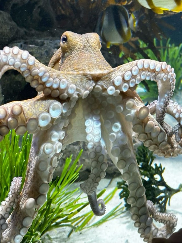 Всемирный день осьминога