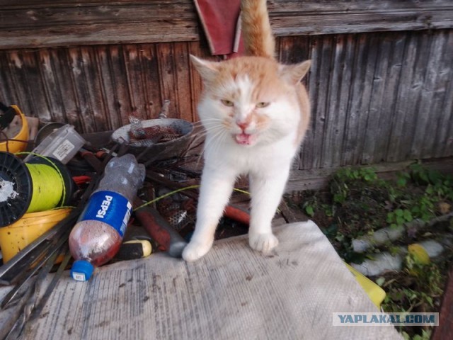 Жизнь домашнего приюта для котеек 563