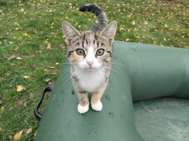 К-котовторник.