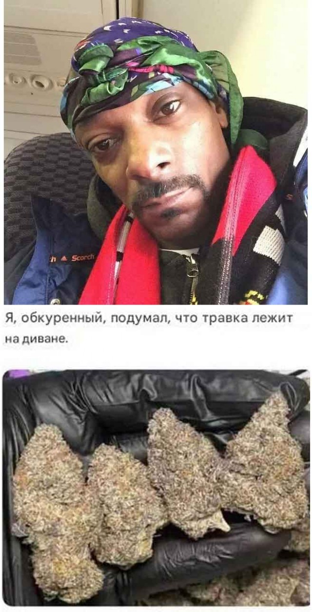 «Сажали помидоры, оказались не они». Наркоплантацию накрыли в Петергофе