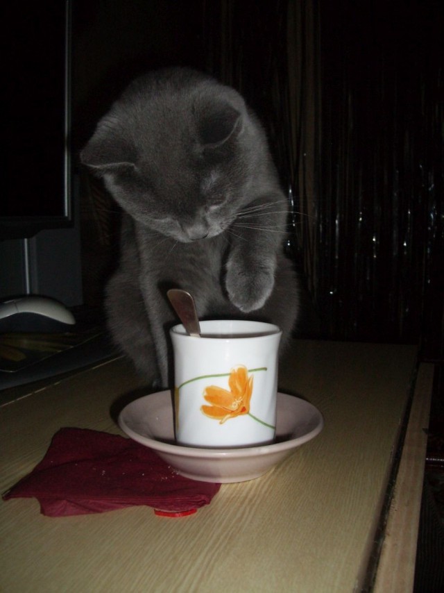 Котовторник, молодость