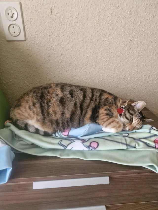Трëхцветная героиня (котовторник)