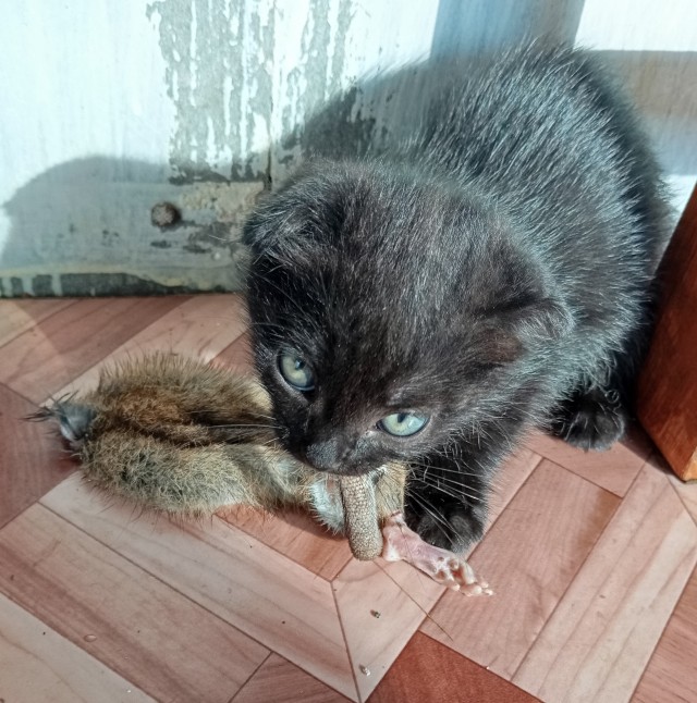 Будущие крысоловы!