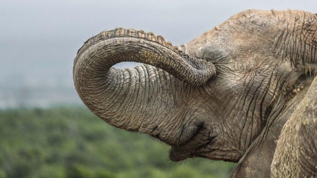 Снимки финалистов конкурса Nikon Comedy Wildlife Awards 2026