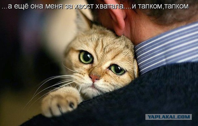 Кот