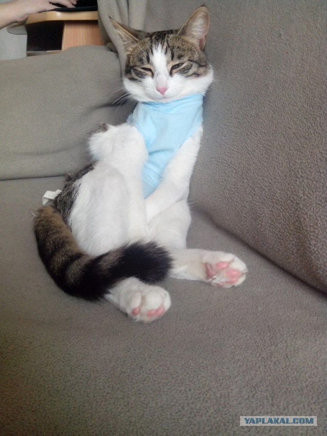 Котовторник 20.05.2014