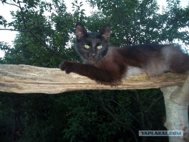Жизнь домашнего приюта для котеек 14