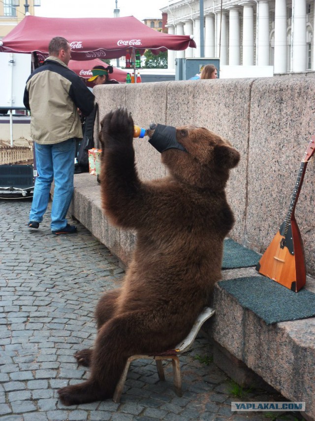 А как Вы воспитываете своего медведя?