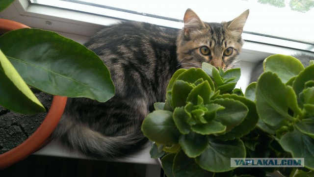 Котовторник 16.09.14