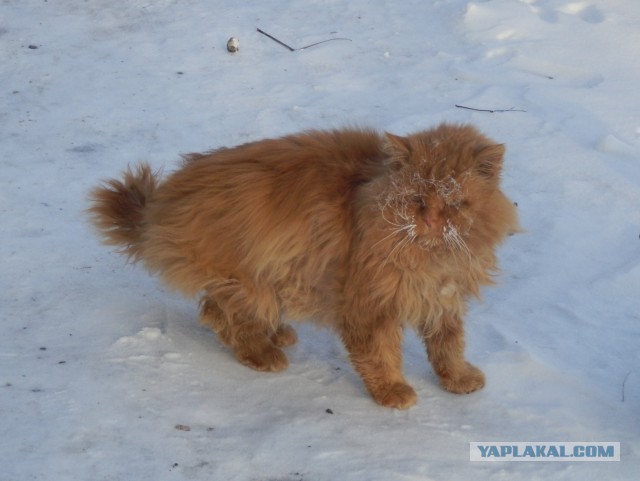 Реакция котэ на первый в его жизни снег.