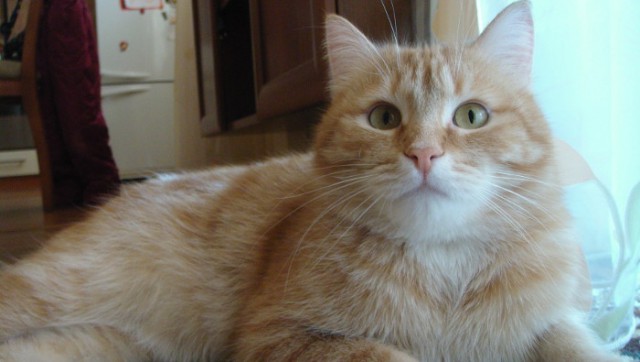 Котовторник 20.01.2015