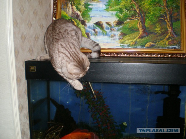 Аквариум