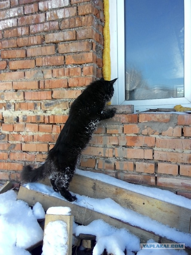 Котовторник