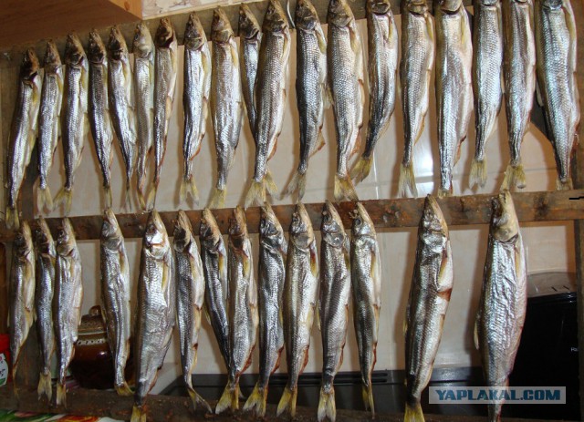 Дары Севера Красноярск Официальный Сайт Магазин