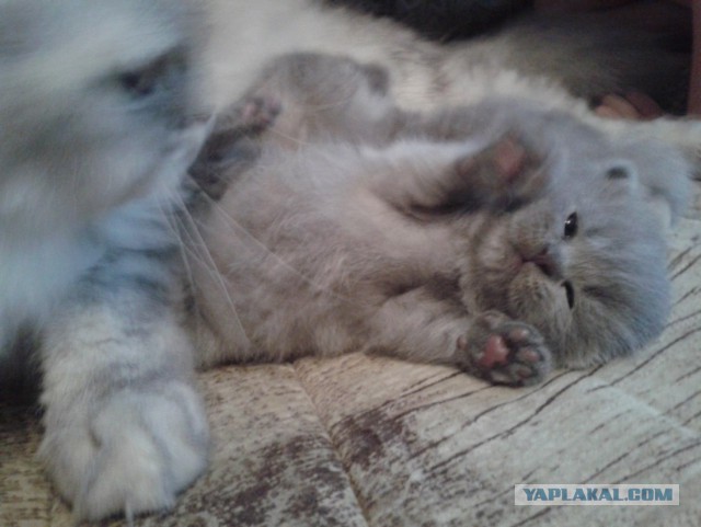 Уездные коты и кошки