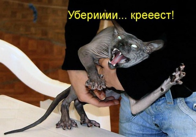 Обидели котейку? Получите, распишитесь!