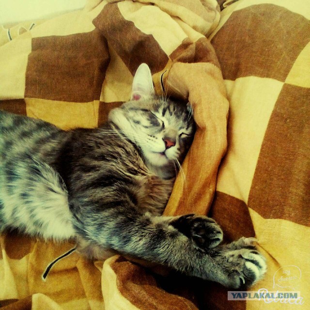 Котовторник 14.07.2015
