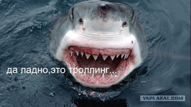 Акула напала на сёрфера