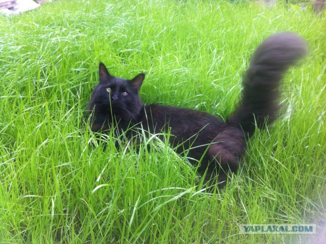 Котовторник  21.07.2015