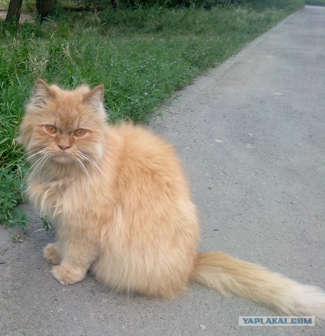 Котовторник 04.08.2015