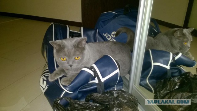Котовторник 29-09-2015,