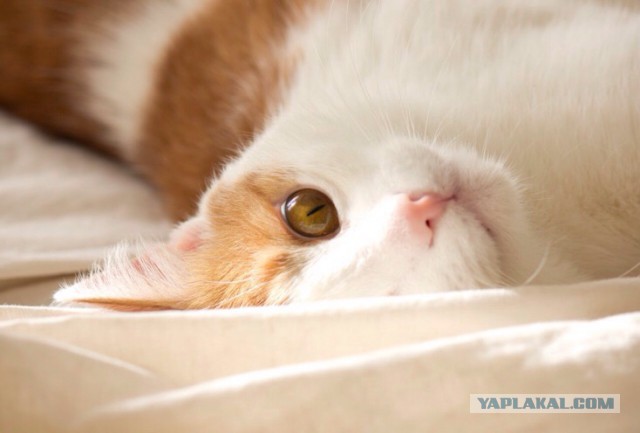 Котовторник 03.11.2015