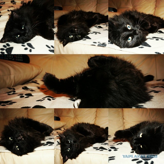 Взяли котейку домой