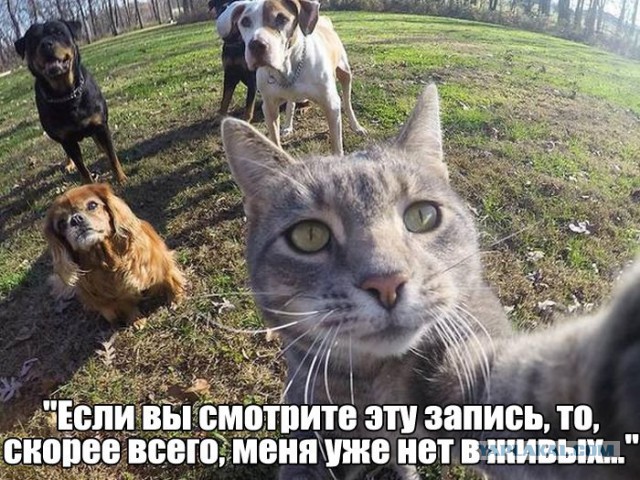 Забавные картинки из Сети