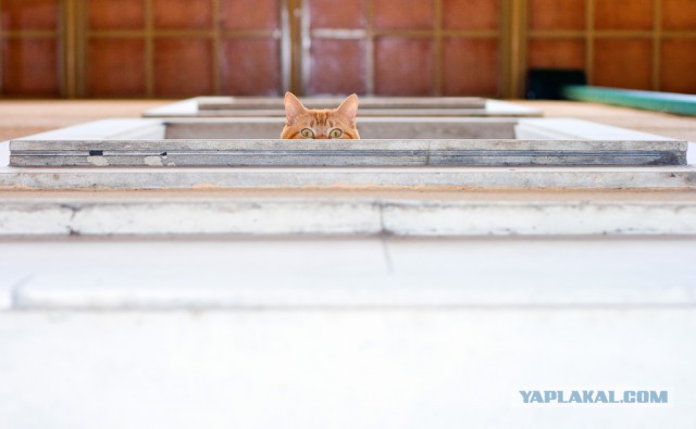 Коты в засаде
