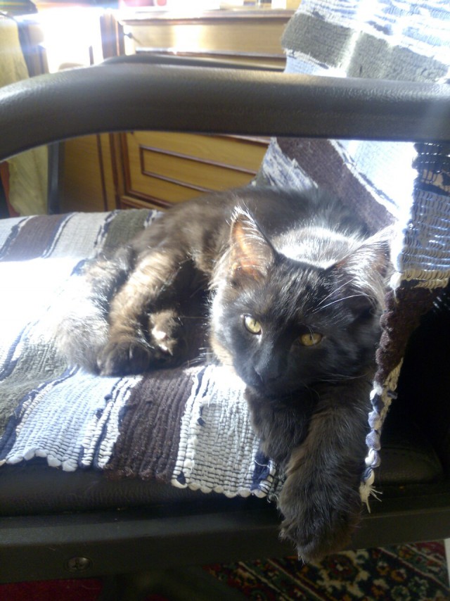 Мейн-куны  настолько  суровы...