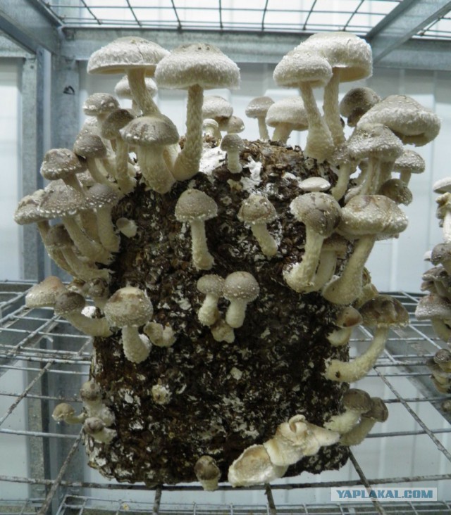 Как выращивают грибы в ангарах бывшей советской ракетной базы