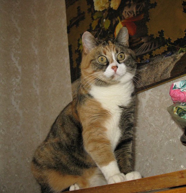 Котовторник 12.04