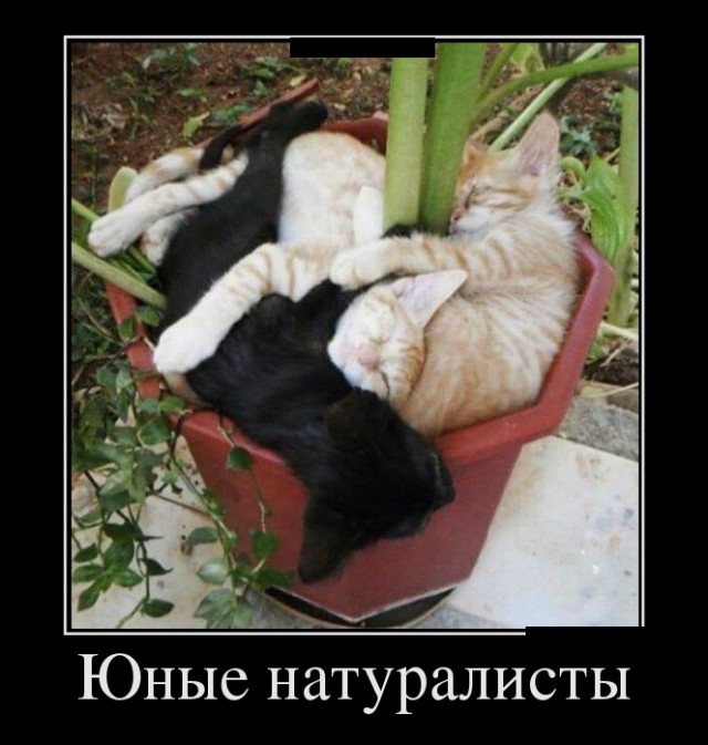 "Оскара" - котикам!